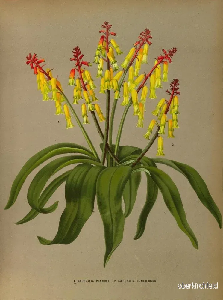 Målning Lachenalia Pendula 2 Lachenalia Quaoricolor - Arentina Hendrica Arendsen | Konsttryck - Bild 2