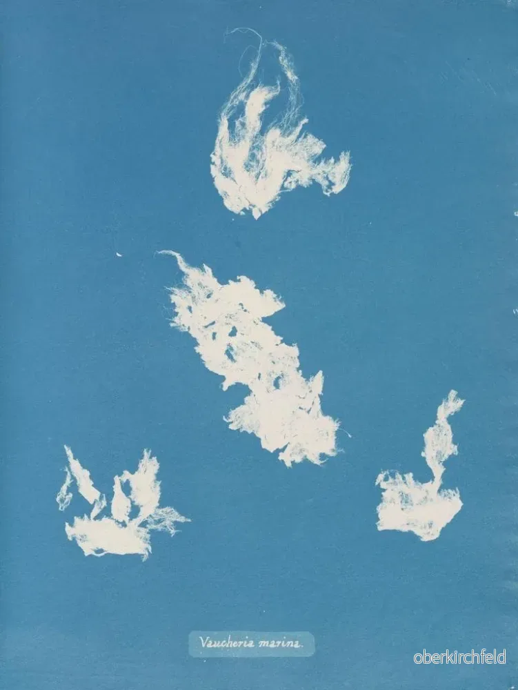 Målning av Vaucheria hamn - Anna Atkins | Konsttryck - Bild 2