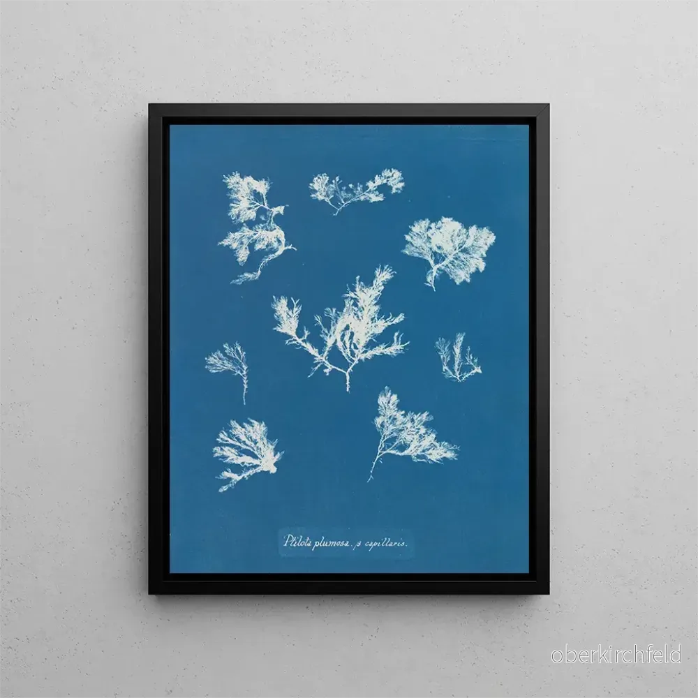 Målning Ptilota plumosa - Anna Atkins | Konsttryck