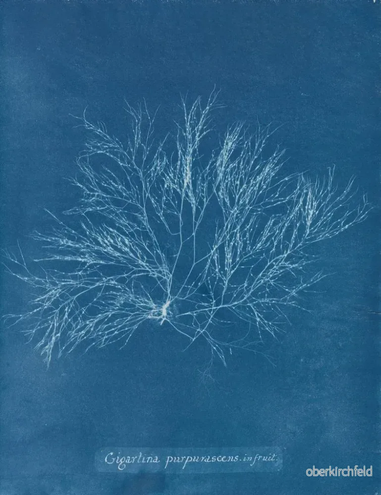 Målning av stor lila ros i frukt - Anna Atkins | Konsttryck - Bild 2