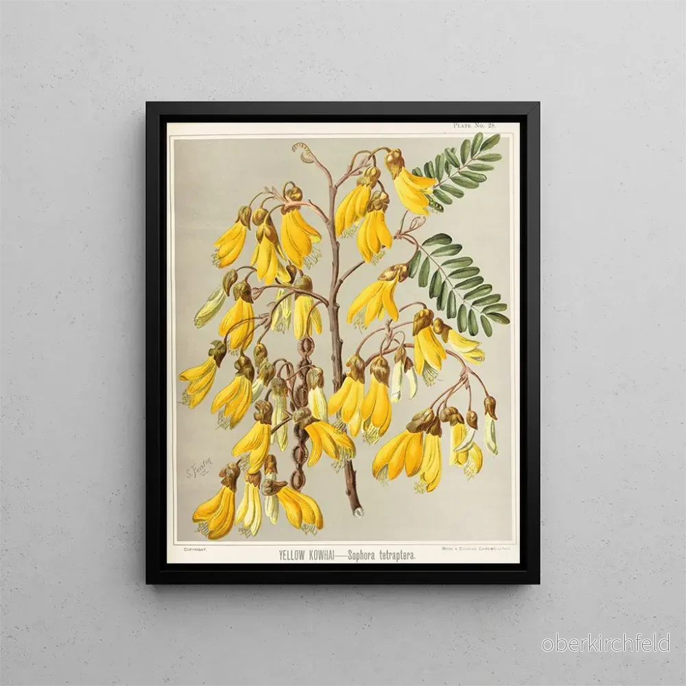 Målning Kowhai gul Sophora tetraptera, Planche 28 – Sarah Featon | Konsttryck Målning Kowhai gul Sophora tetraptera, Planche 28 – Sarah Featon | Konsttryck