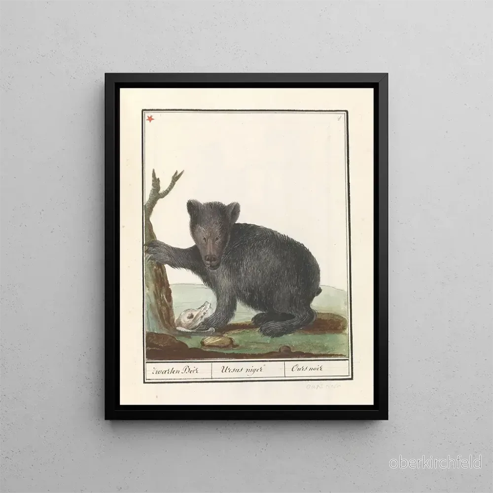 Målning Bière noire Ursus Zwarten Beir Ursus niger Ours noir - Anselmus Botius de Boodt | Konsttryck
