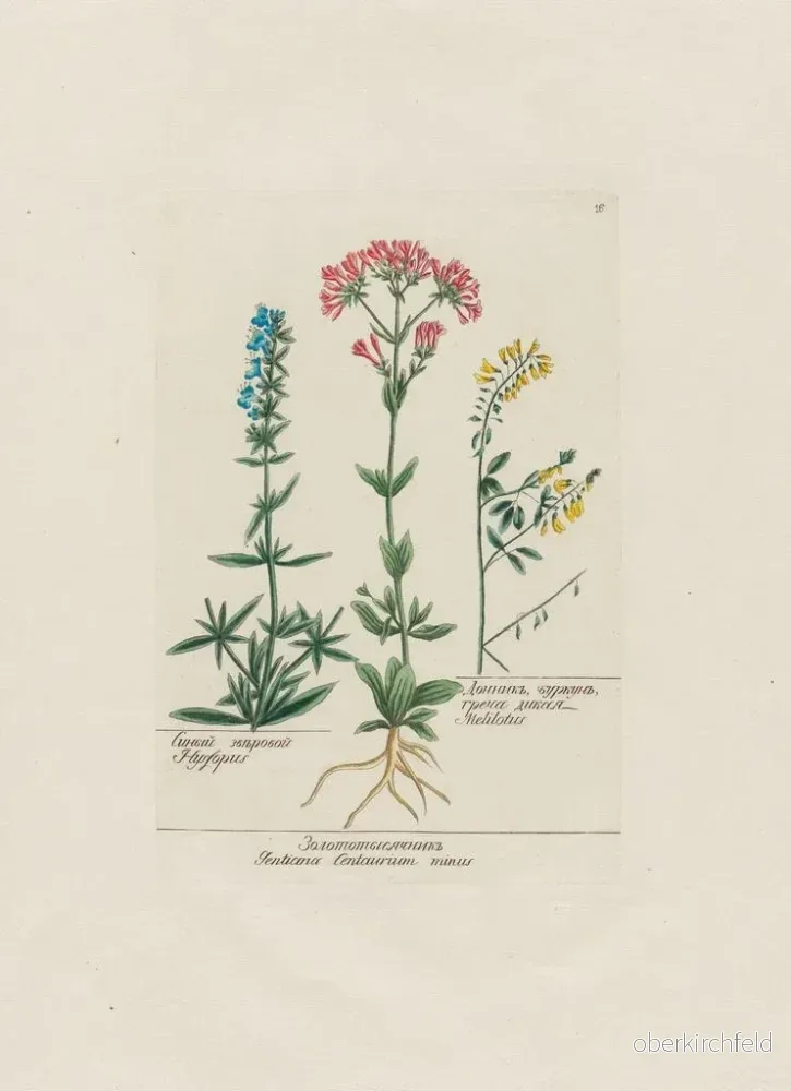 Målning Hysope Gentiana Centaurium minus Melilot - Petr Martynovich Gofman - Bild 2