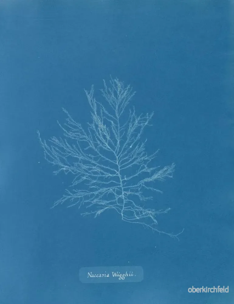 Målning Naccaria Wigghii - Anna Atkins | Konsttryck - Bild 2
