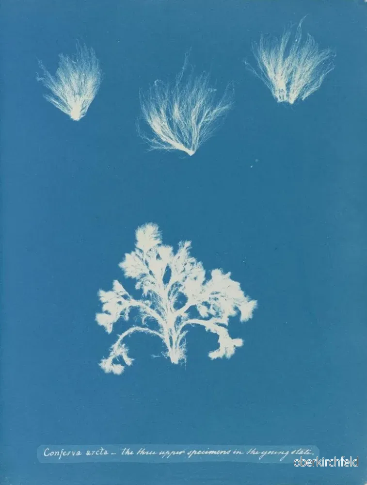 Målning Conferva arcta de tre övre exemplaren i ung tillstånd - Anna Atkins - Bild 2