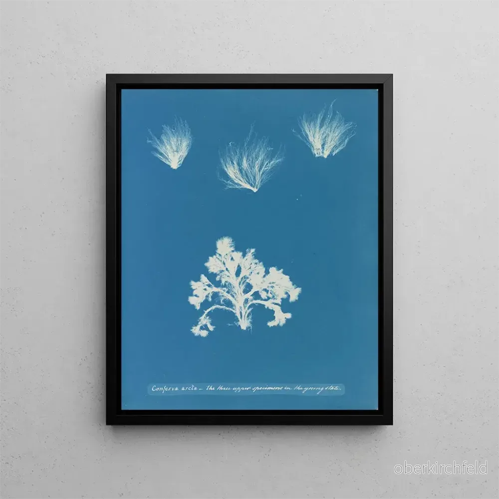 Målning Conferva arcta de tre övre exemplaren i ung tillstånd - Anna Atkins