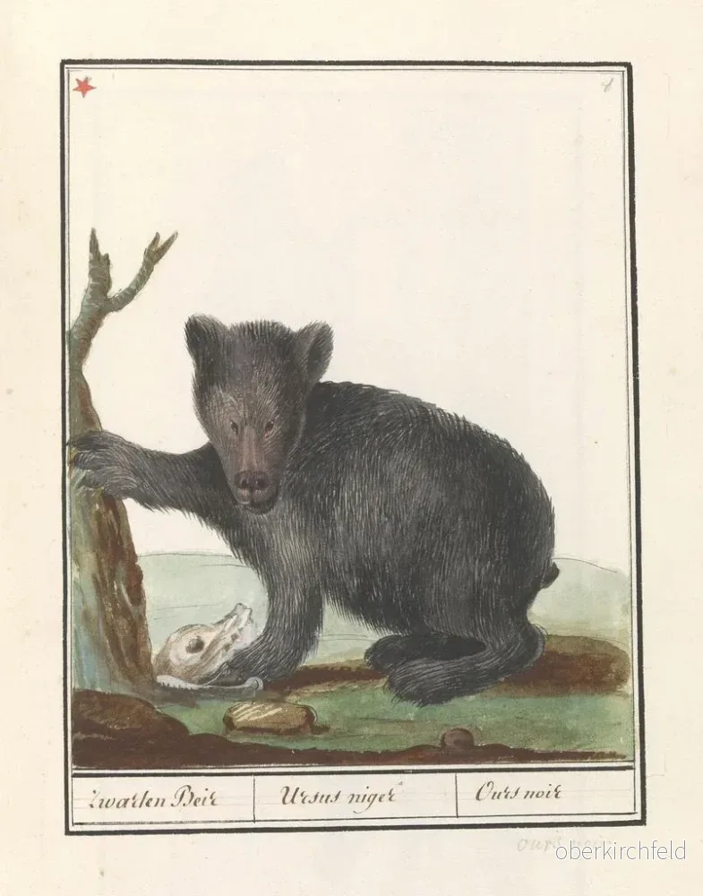Målning Bière noire Ursus Zwarten Beir Ursus niger Ours noir - Anselmus Botius de Boodt | Konsttryck - Bild 2