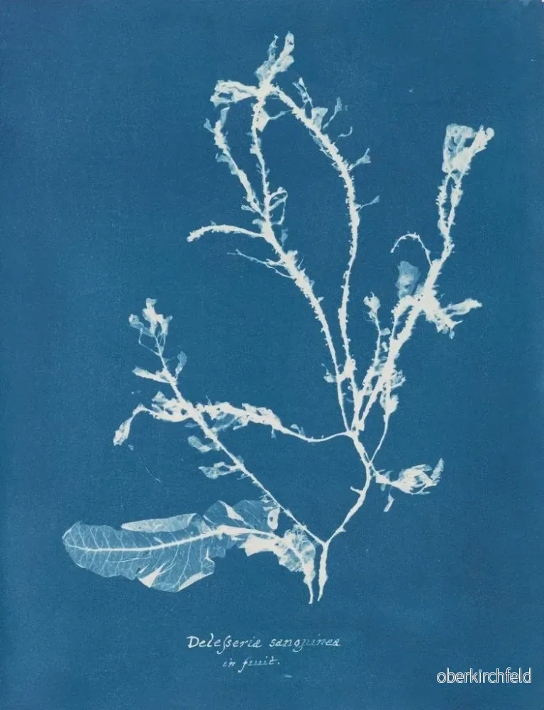 Målning Delesseria sanguinea i frukt - Anna Atkins - Bild 2
