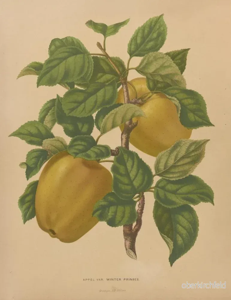 Målning Flore hollandaise et Pomone PL79 - Abraham Jacobus Wendel | Konsttryck - Bild 2