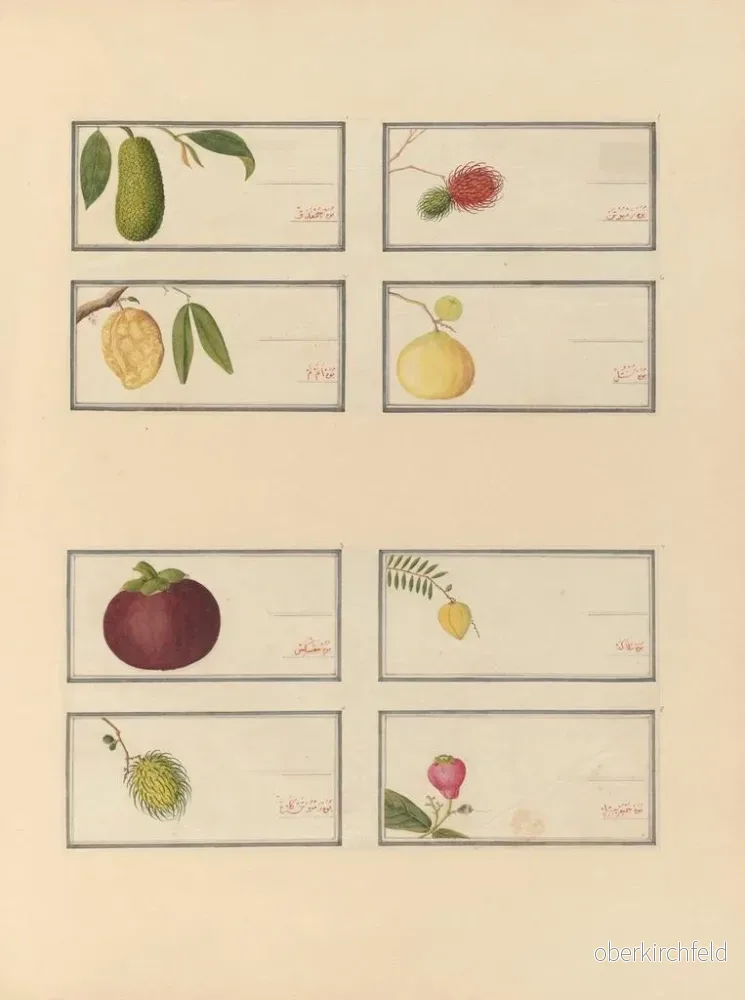 Målning Album d'aquarelles chinoises de fruits asiatiques Pl23 - Anonyme - Bild 2
