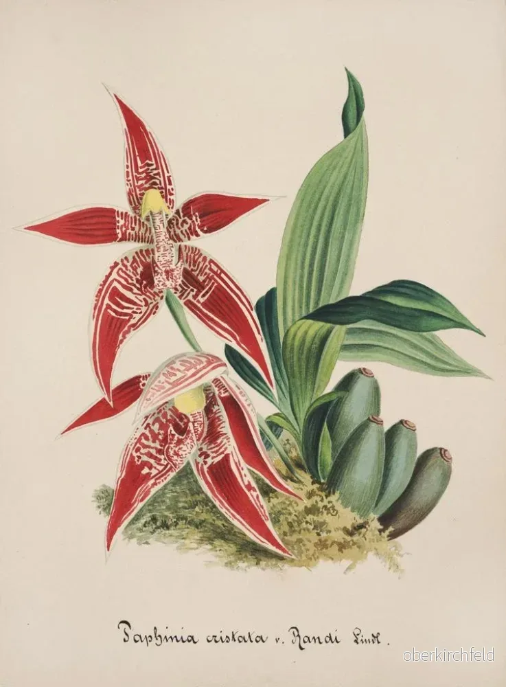 Målning Collection d'orchidées Pl56 - Anonym | Konsttryck - Bild 2