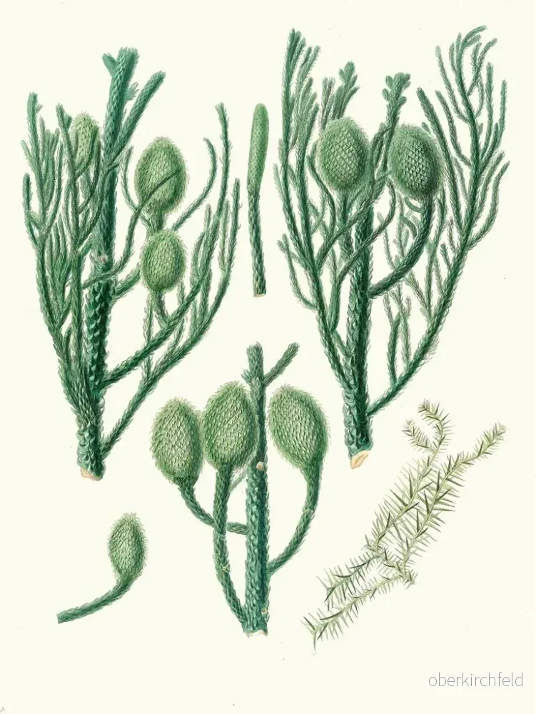 Målning Araucaria Cunninghamii, pin de Moreton Bay - Aylmer Bourke Lambert - Bild 2