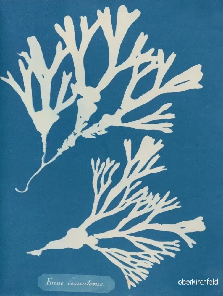 Målning Encre vésiculaire - Anna Atkins | Konsttryck - Bild 2