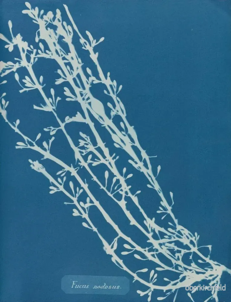 Målning Fucus nodosus - Anna Atkins | Konsttryck - Bild 2