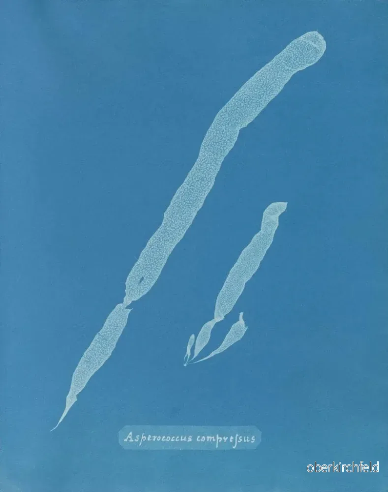 Målning Asperococcus comprimé - Anna Atkins | Konsttryck - Bild 2