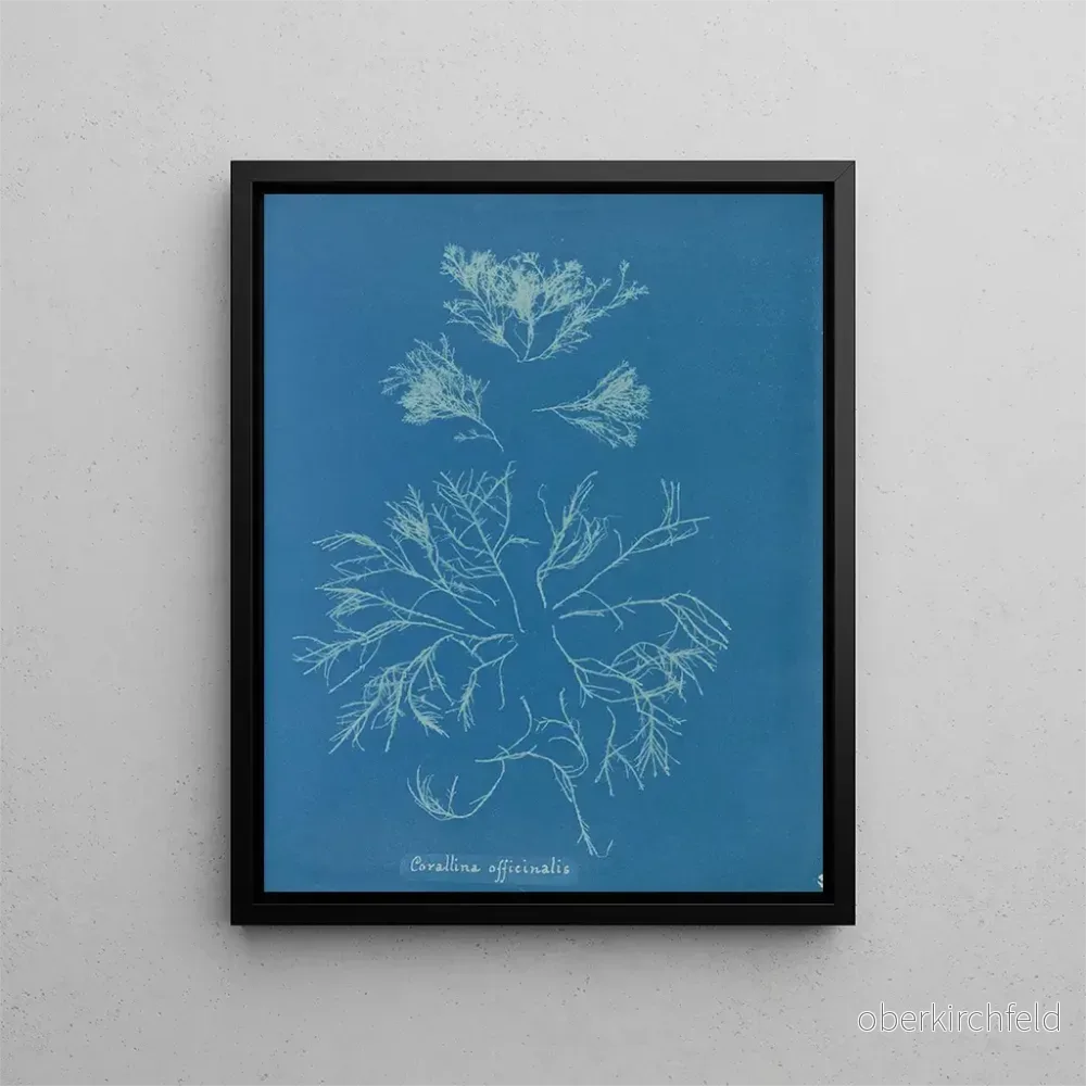Målning Corallina officinalis - Anna Atkins | Konsttryck