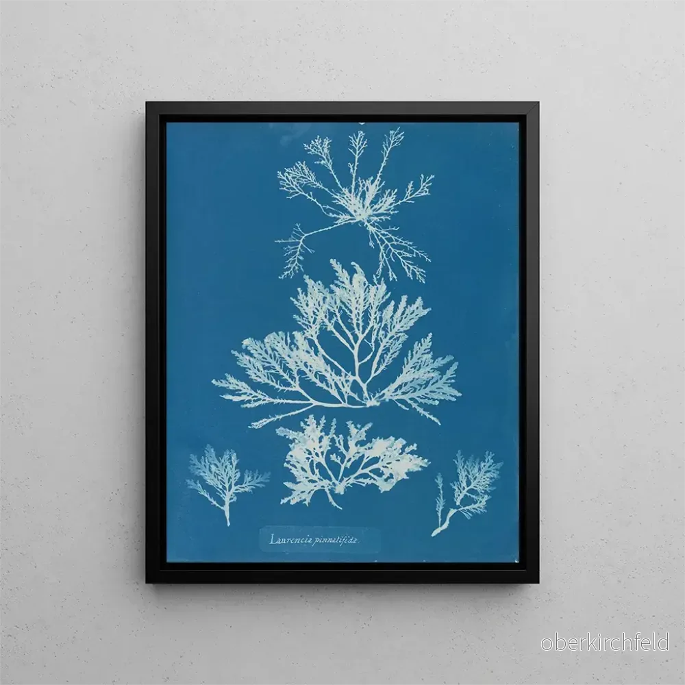 Målning Laurencia pinnatifida - Anna Atkins | Konsttryck