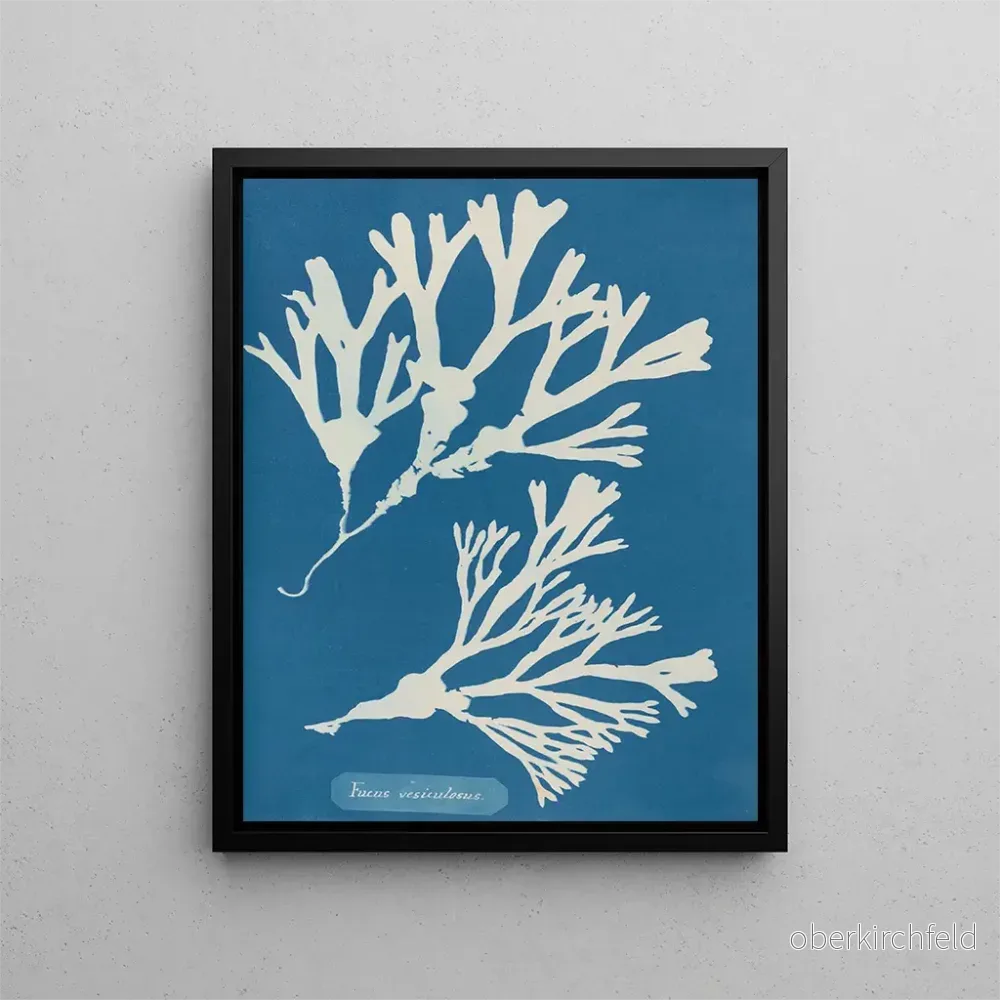Målning Encre vésiculaire - Anna Atkins | Konsttryck