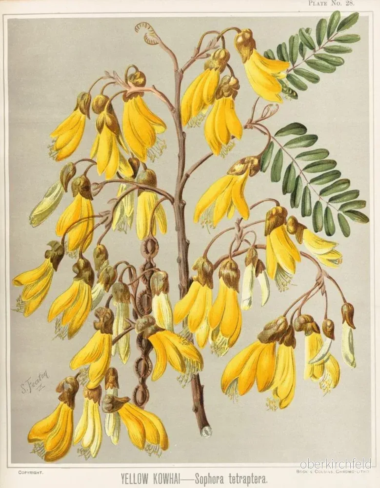 Målning Kowhai gul Sophora tetraptera, Planche 28 - Sarah Featon | Konsttryck - Bild 2