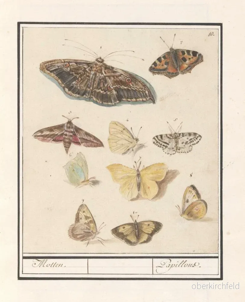 Målning Papillons et mites Papillons - Anselmus Botius de Boodt | Konsttryck - Bild 2