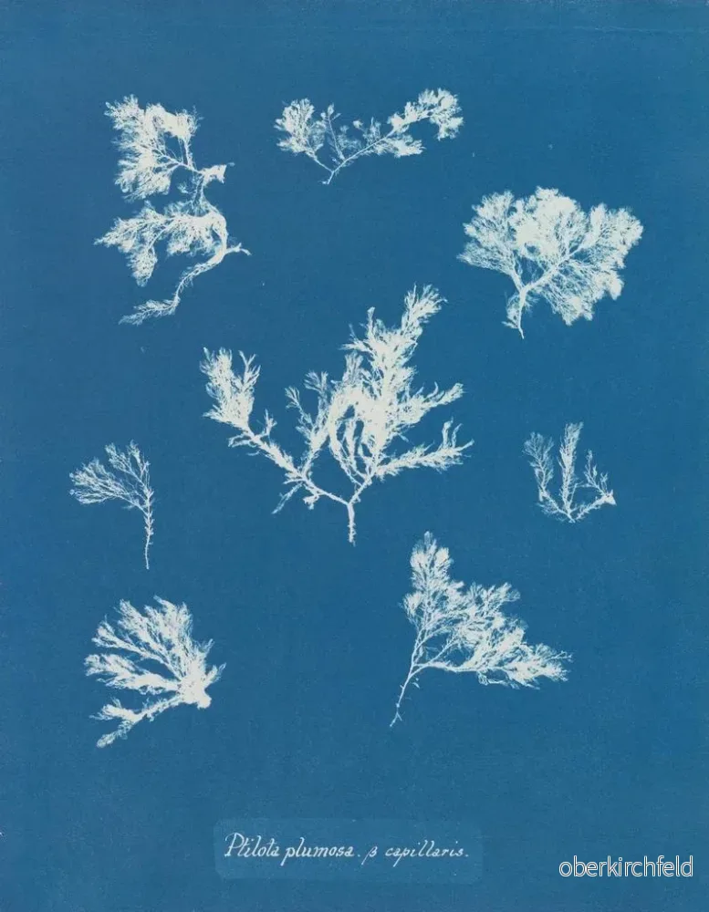 Målning Ptilota plumosa - Anna Atkins | Konsttryck - Bild 2