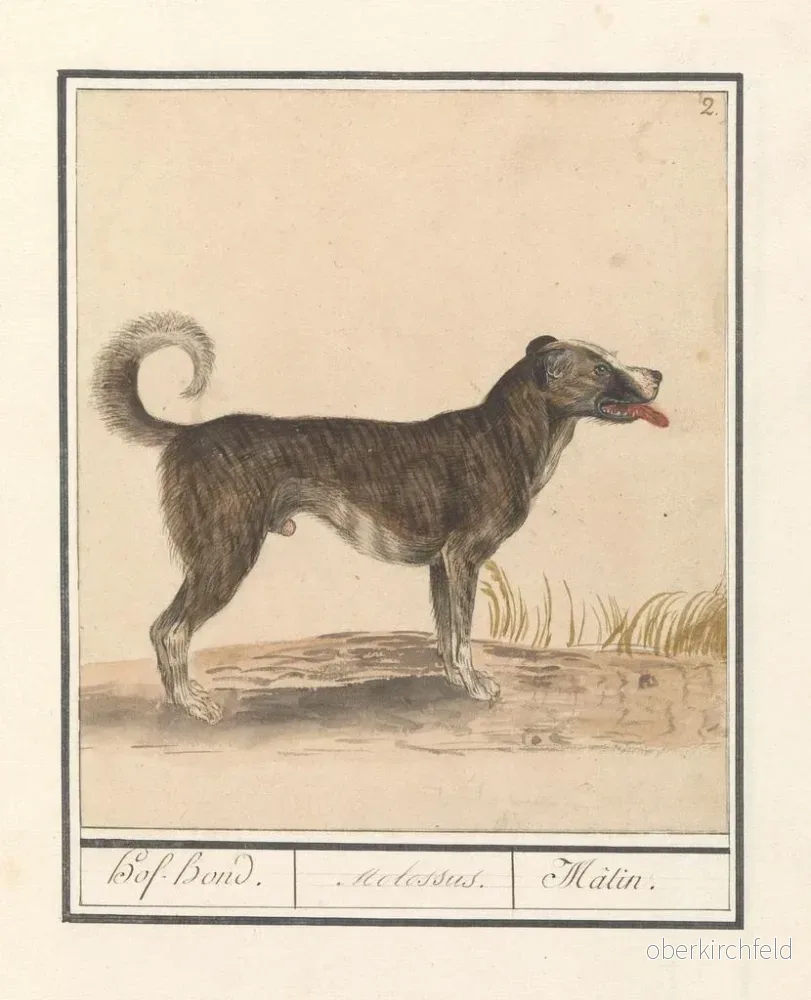 Målning av vargfamilj Hond Canis HofHond Molossus Mtin - Anselmus Botius de Boodt - Bild 2