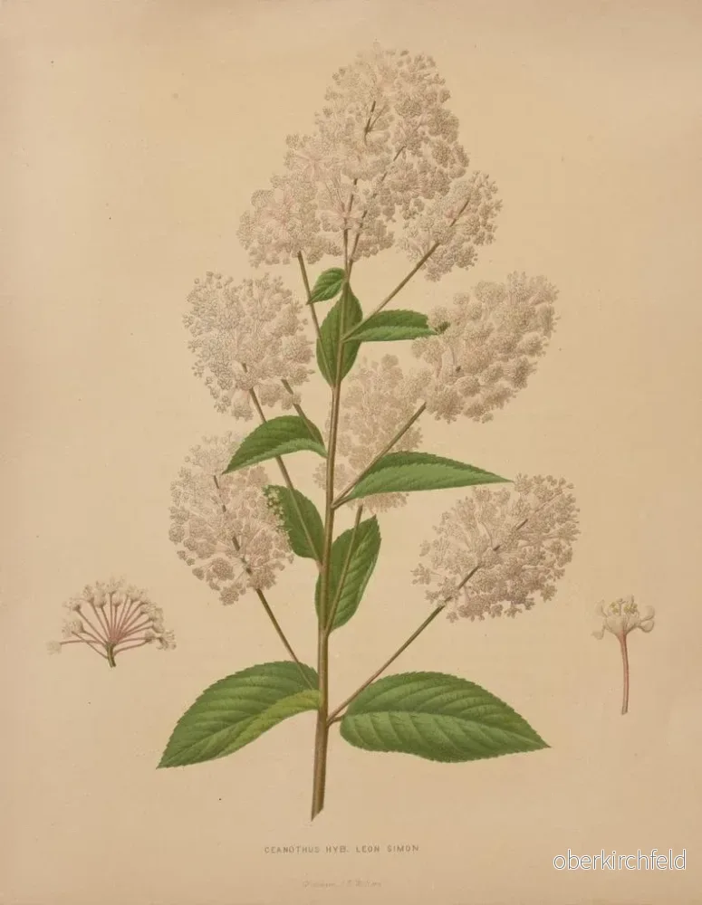 Målning Flore hollandaise et Pomone PL72 - Abraham Jacobus Wendel | Konsttryck - Bild 2