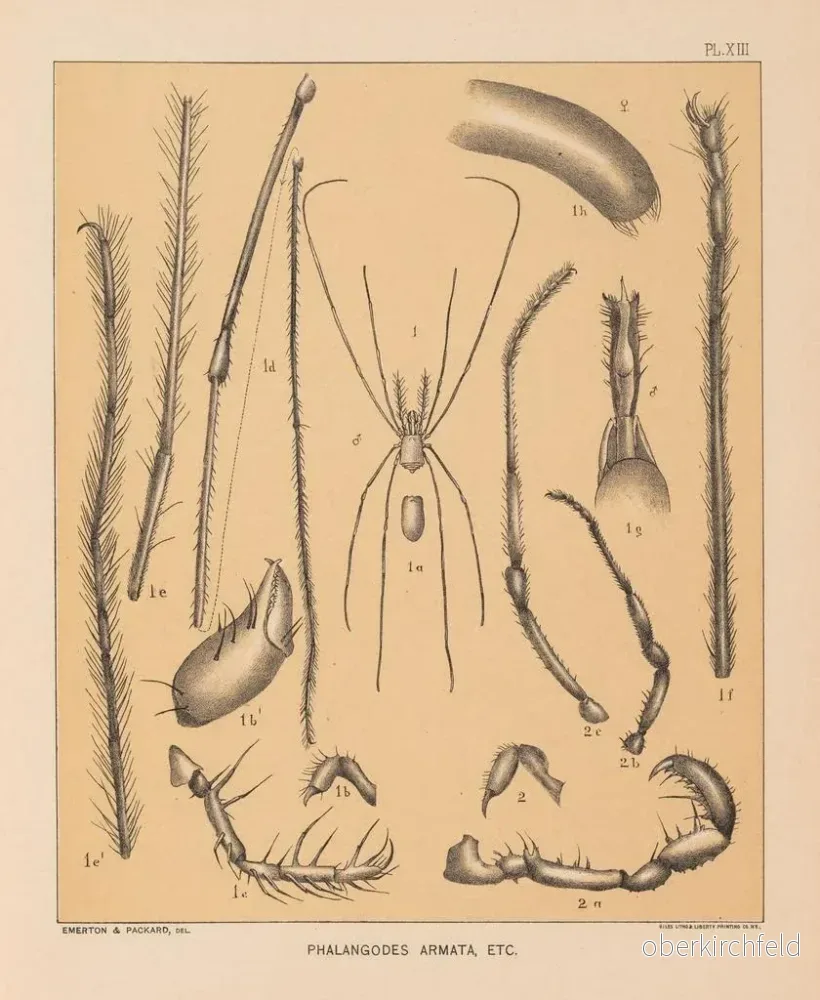 Målning La faune des grottes d'Amérique du Nord Pl 13 - Alpheus Spring Packard | Konsttryck - Bild 2