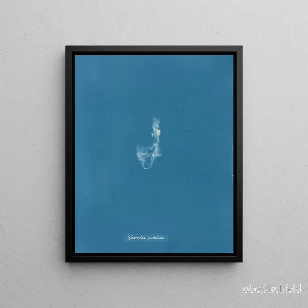 Målning Sphaeroplea punctalis – Anna Atkins | Konsttryck Målning Sphaeroplea punctalis – Anna Atkins | Konsttryck