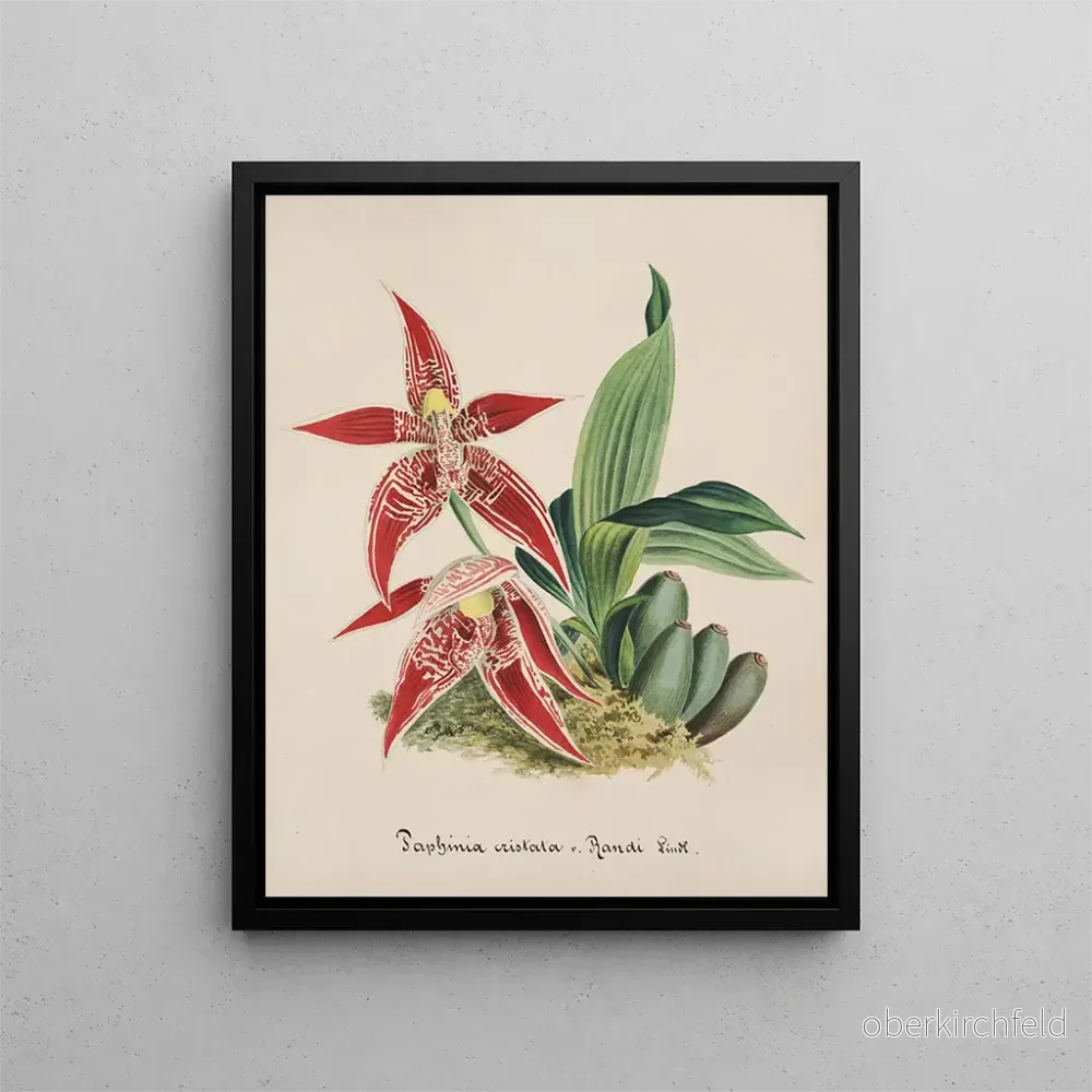 Målning Collection d’orchidées Pl56 – Anonym | Konsttryck