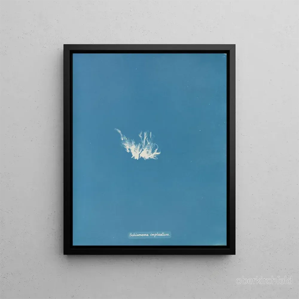 Målning Schizonema komplicerad – Anna Atkins | Konsttryck Målning Schizonema komplicerad – Anna Atkins | Konsttryck