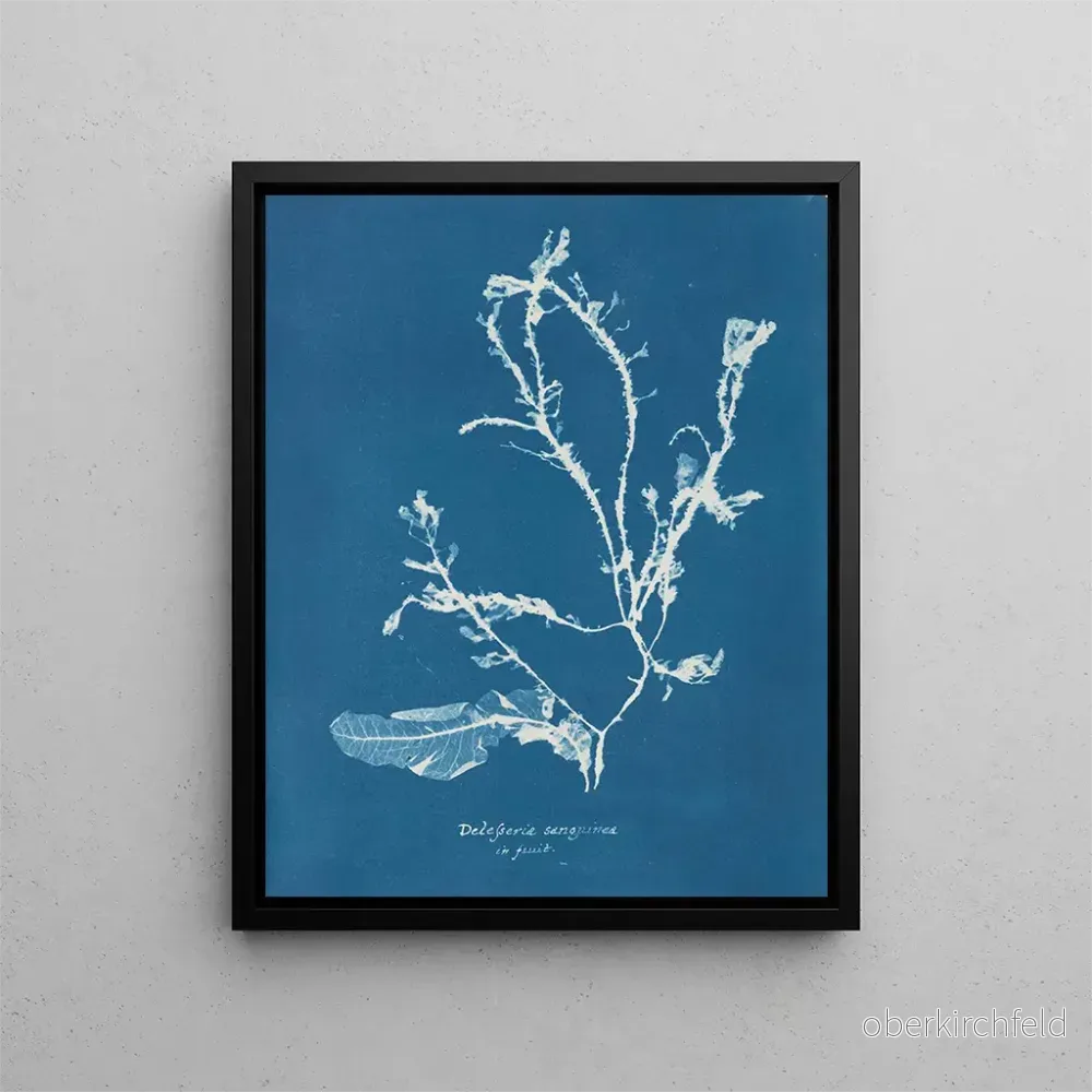 Målning Delesseria sanguinea i frukt - Anna Atkins