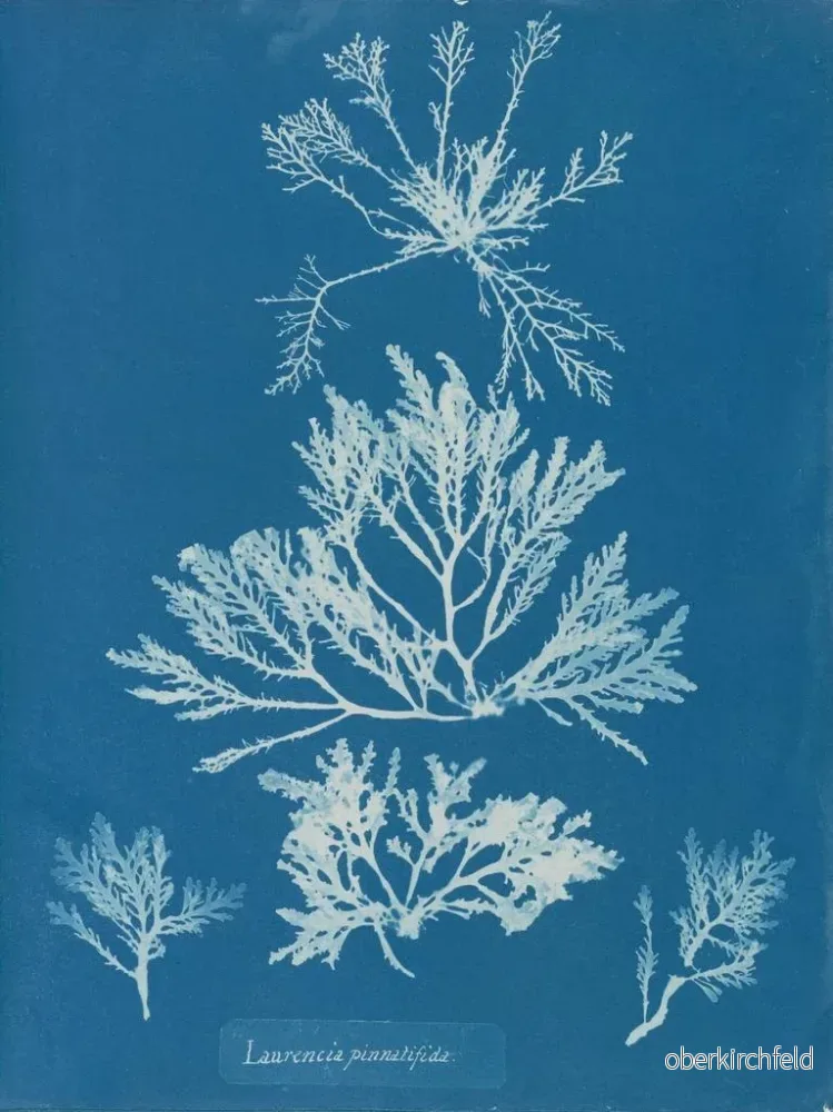Målning Laurencia pinnatifida - Anna Atkins | Konsttryck - Bild 2