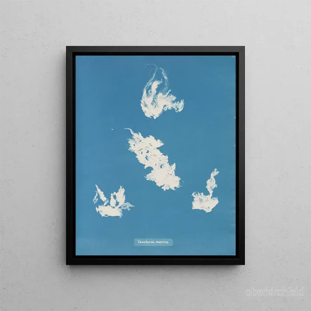 Målning av Vaucheria hamn - Anna Atkins | Konsttryck