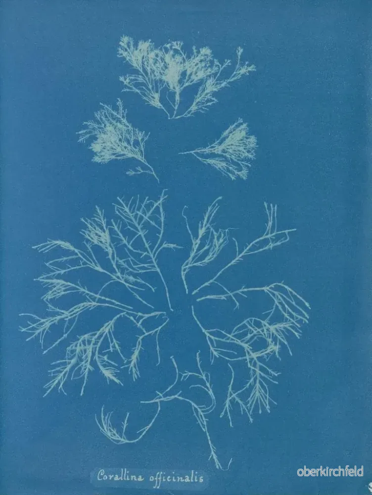 Målning Corallina officinalis - Anna Atkins | Konsttryck - Bild 2