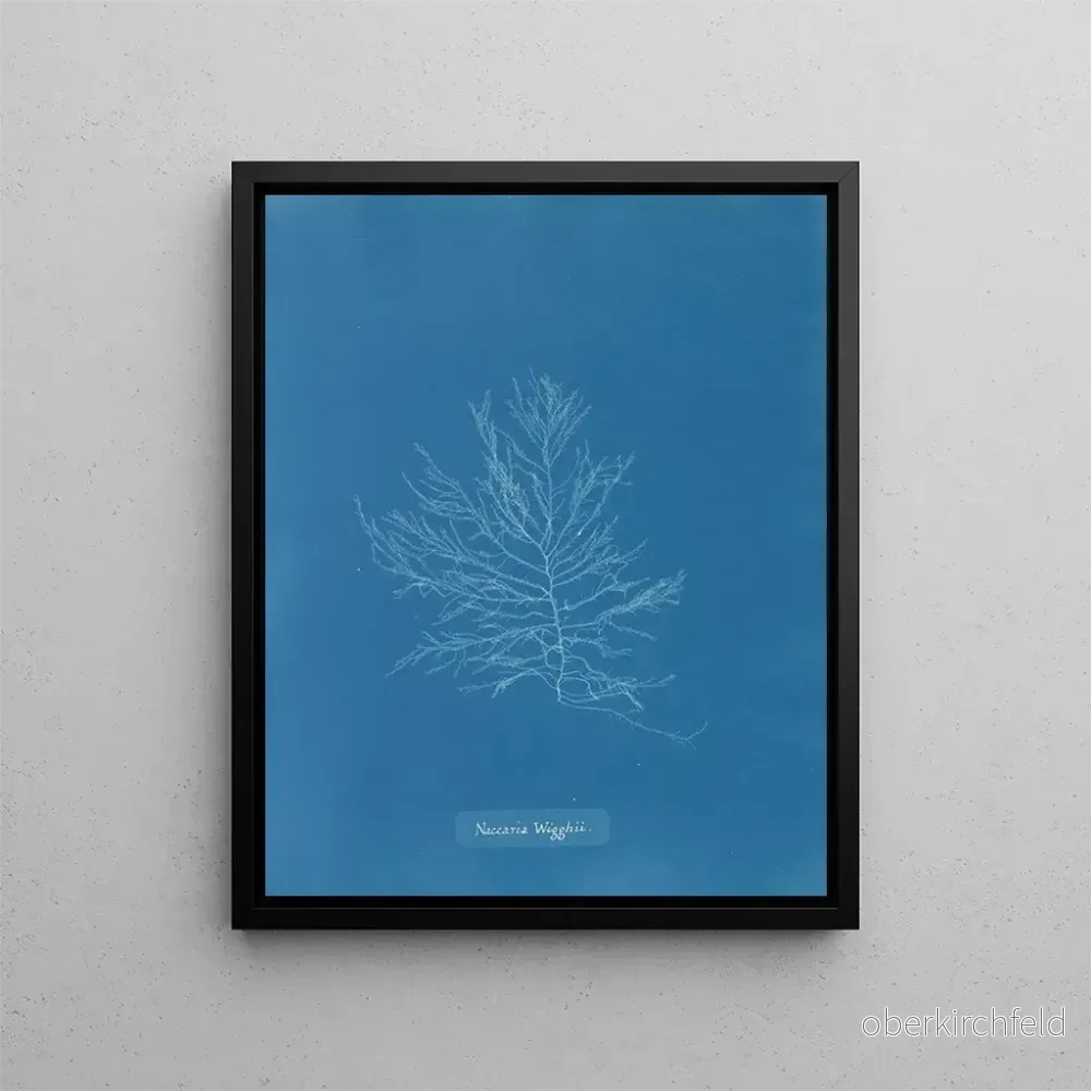 Målning Naccaria Wigghii - Anna Atkins | Konsttryck
