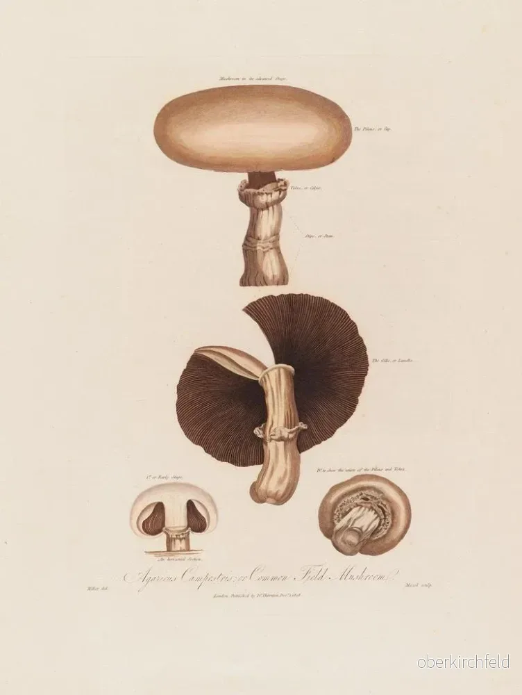 Målning Agaricus campestris eller matsvamp - Robert John Thornton | Konsttryck - Bild 2