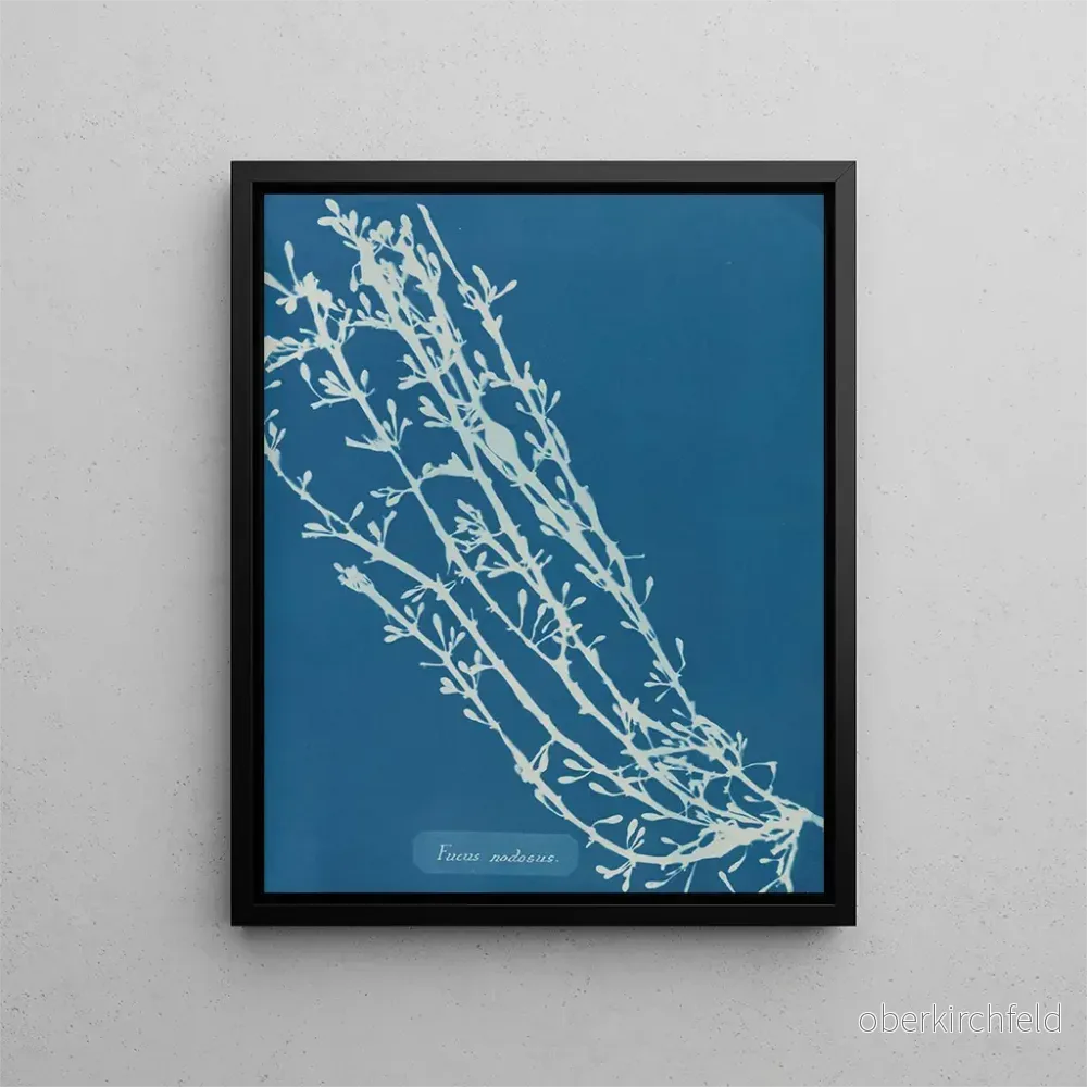 Målning Fucus nodosus - Anna Atkins | Konsttryck