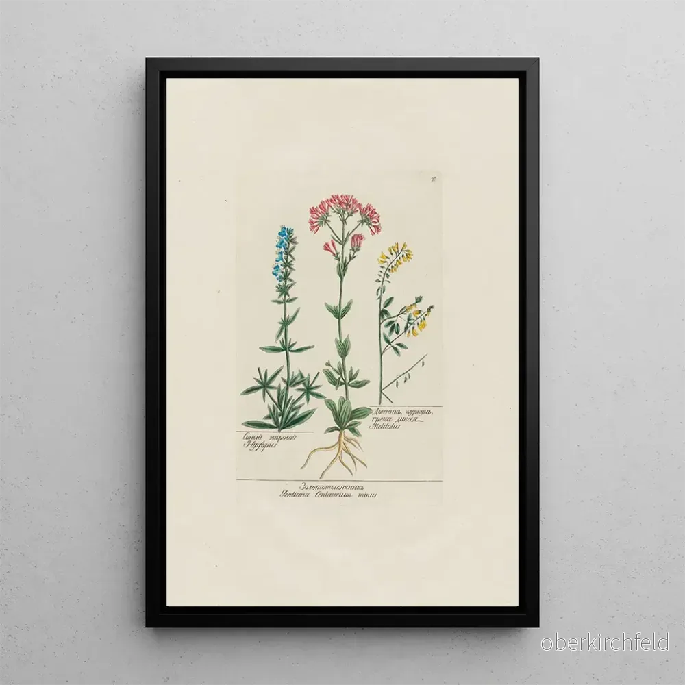 Målning Hysope Gentiana Centaurium minus Melilot – Petr Martynovich Gofman Målning Hysope Gentiana Centaurium minus Melilot – Petr Martynovich Gofman