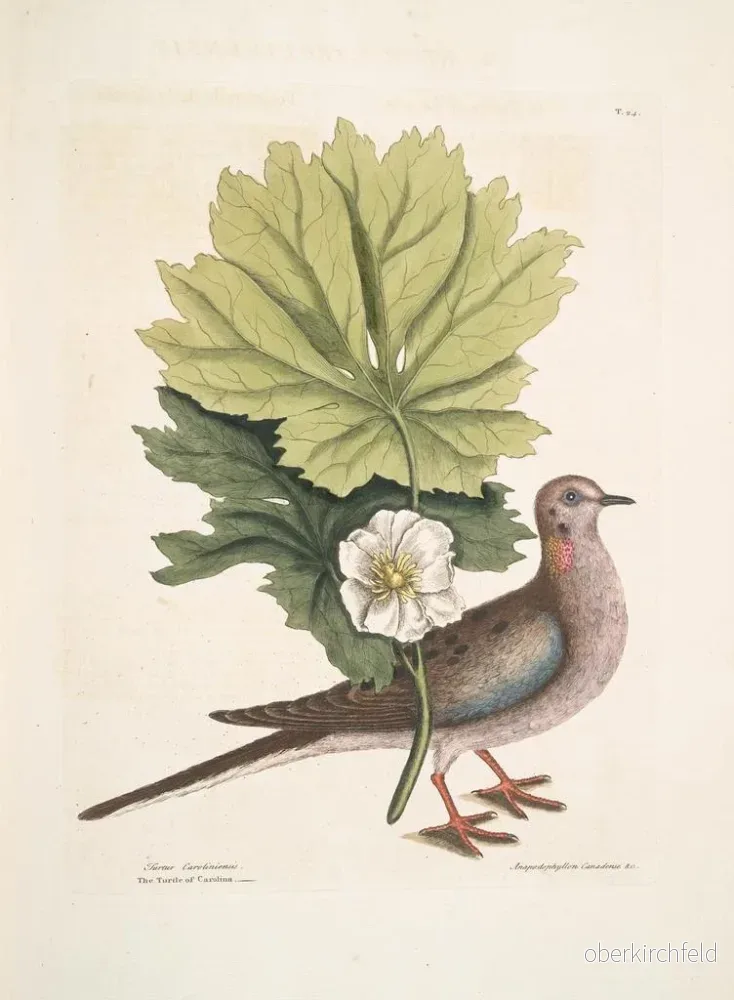 Målning Turtur caroliniensis, den karolinska sköldpaddan, anapodophyllon canadense, äpple - Mark Catesby - Bild 2