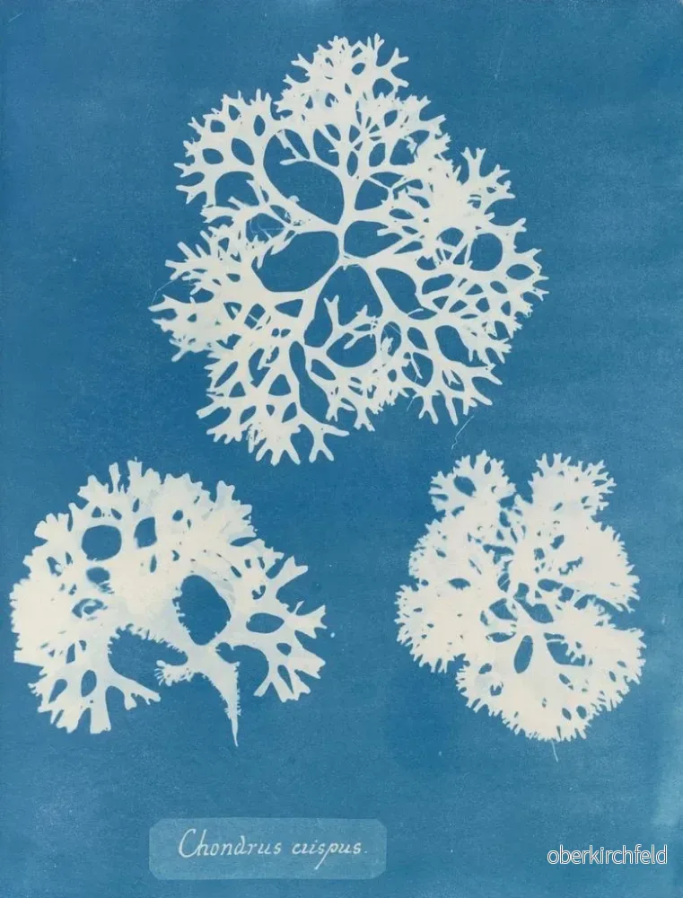 Målning av krispig snäcka - Anna Atkins | Konsttryck - Bild 2