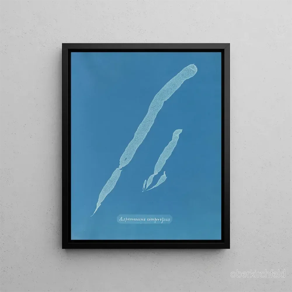 Målning Asperococcus comprimé - Anna Atkins | Konsttryck