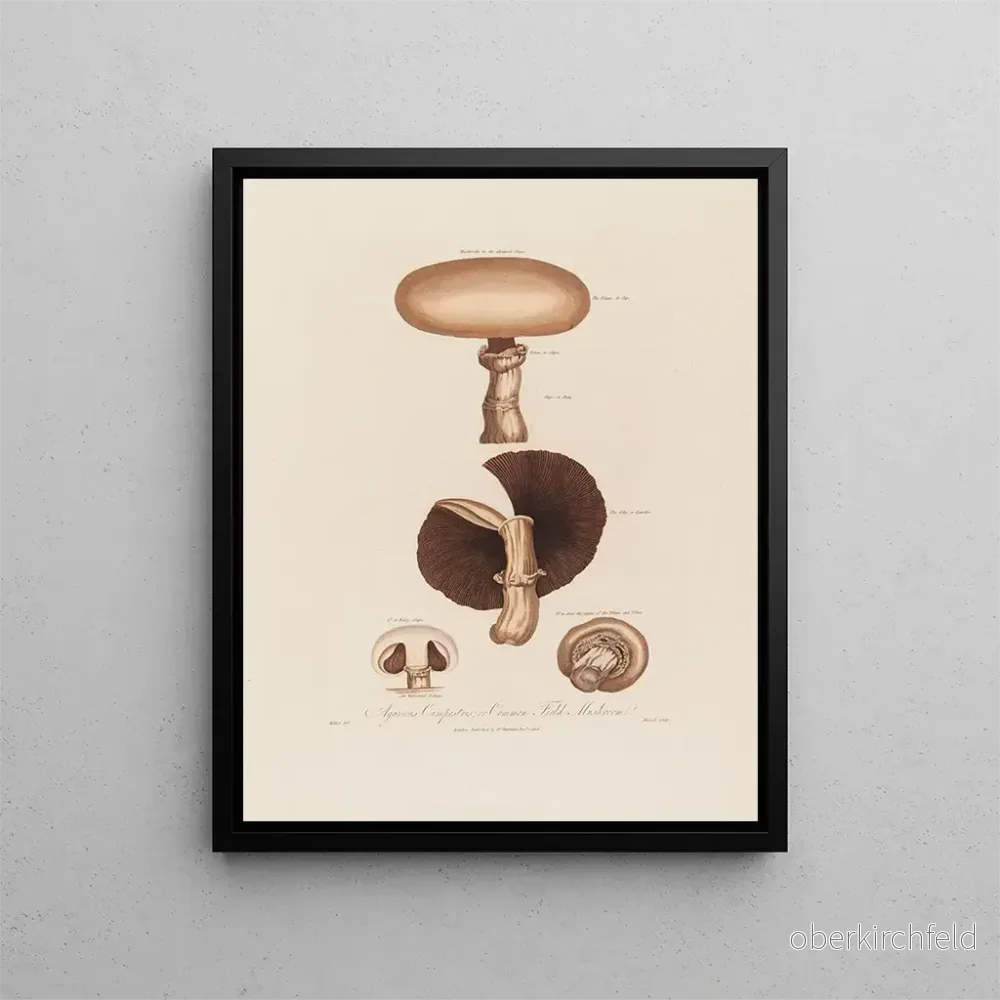 Målning Agaricus campestris eller matsvamp - Robert John Thornton | Konsttryck