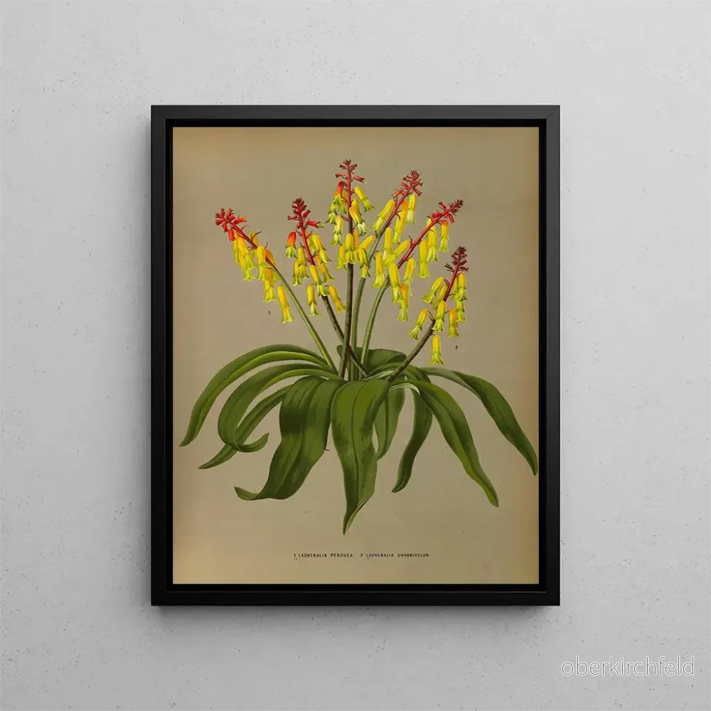 Målning Lachenalia Pendula 2 Lachenalia Quaoricolor – Arentina Hendrica Arendsen | Konsttryck Målning Lachenalia Pendula 2 Lachenalia Quaoricolor – Arentina Hendrica Arendsen | Konsttryck