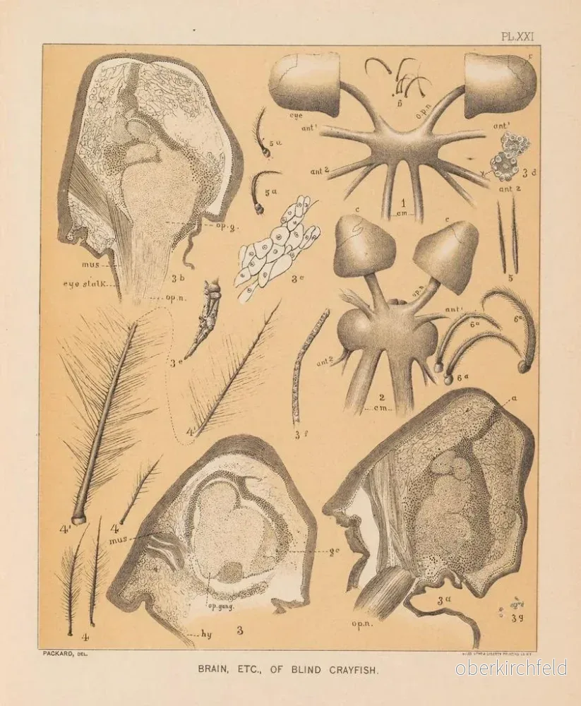 Målning La faune des grottes d'Amérique du Nord Pl 21 - Alpheus Spring Packard | Konsttryck - Bild 2