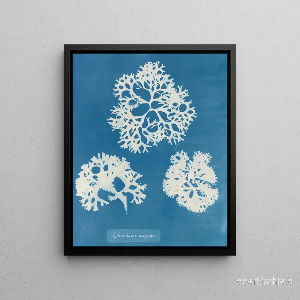 Målning av krispig snäcka – Anna Atkins | Konsttryck Målning av krispig snäcka – Anna Atkins | Konsttryck