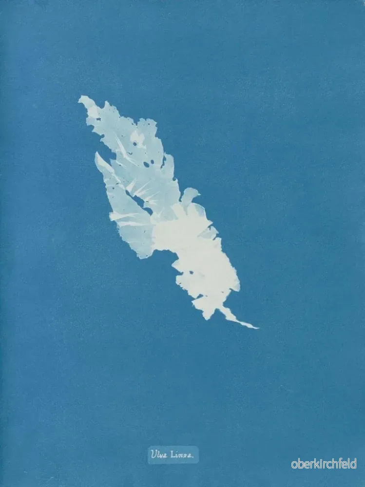 Målning Ulva linza - Anna Atkins | Konsttryck - Bild 2