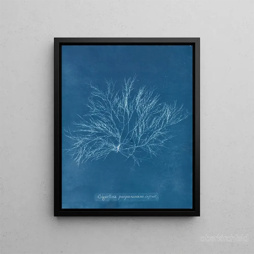 Målning av stor lila ros i frukt - Anna Atkins | Konsttryck